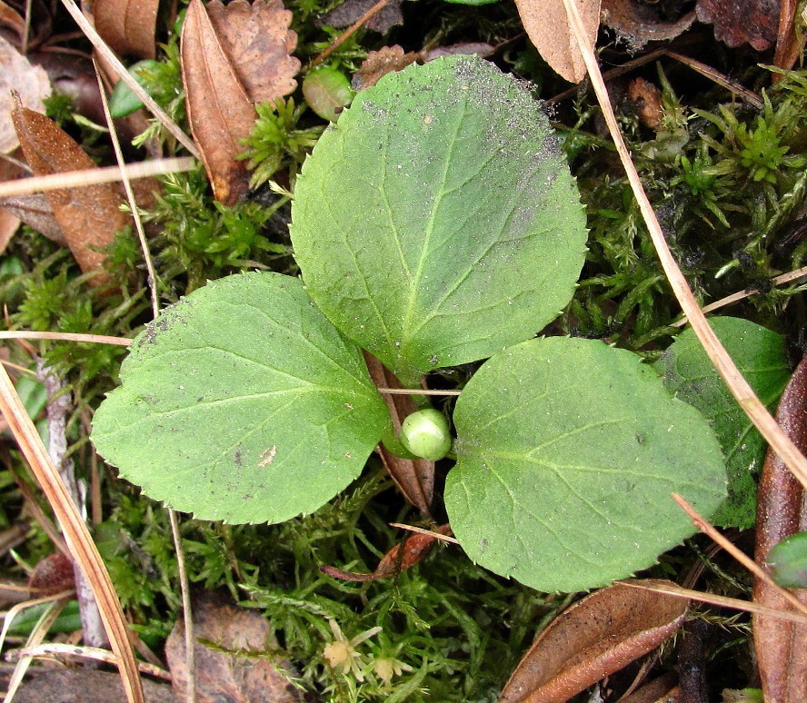 Image of Moneses uniflora specimen.