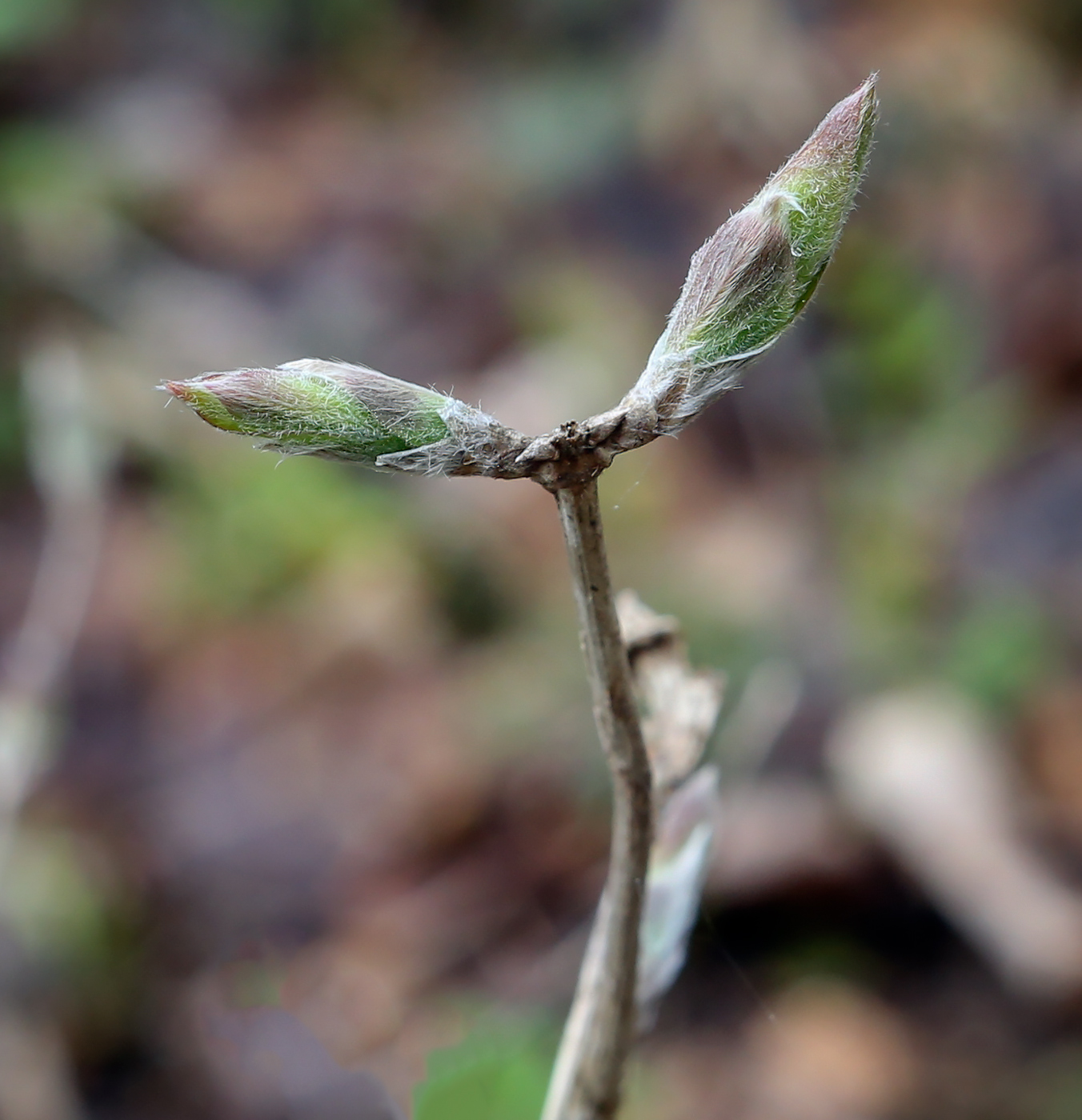 Изображение особи Lonicera xylosteum.