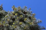 Abies concolor. Верхушка растения с молодыми побегами и микростробилами (вид снизу). Беларусь, г. Минск, парк Грековой, декоративное озеленение. 23.05.2020.