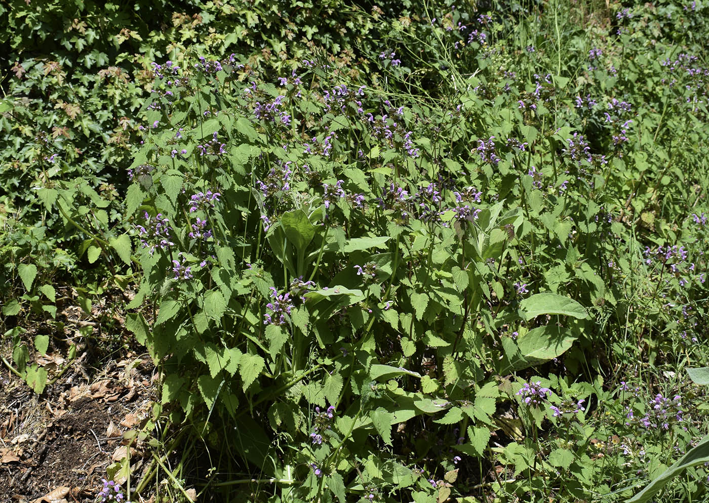 Изображение особи Lamium maculatum.