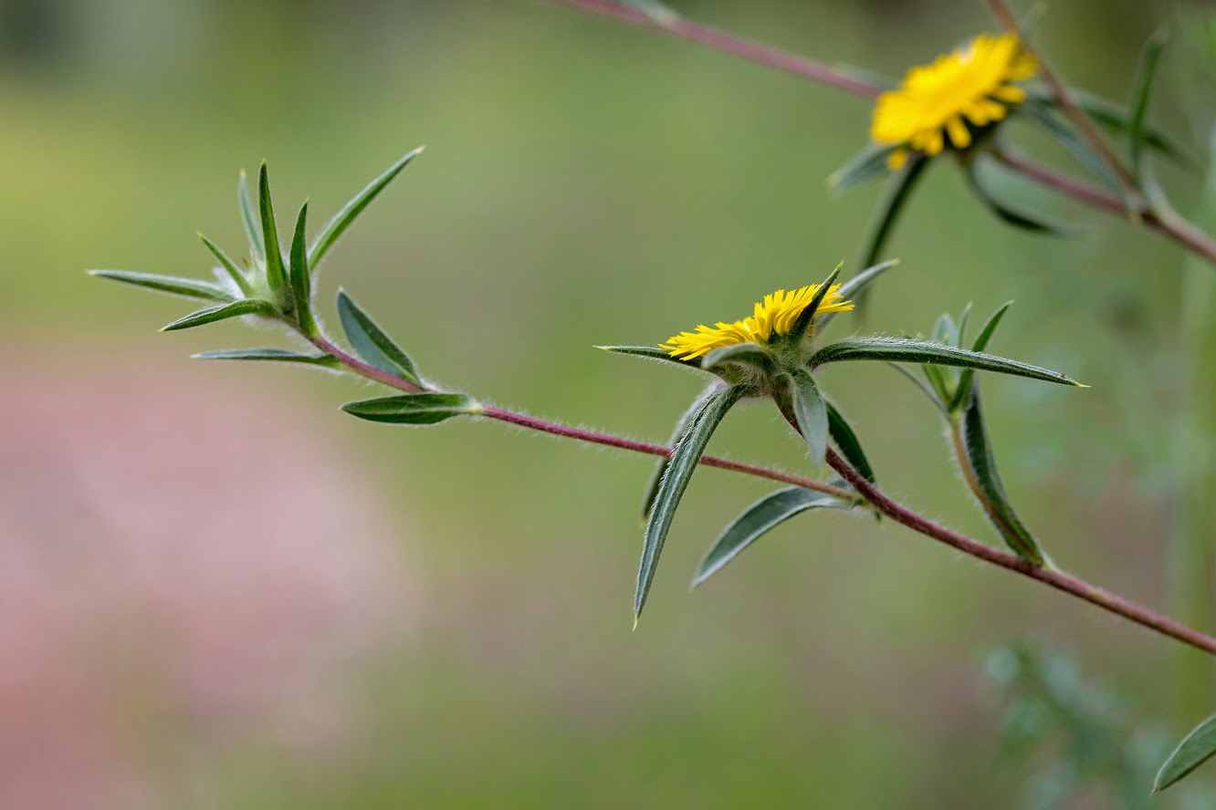 Image of Pallenis spinosa specimen.