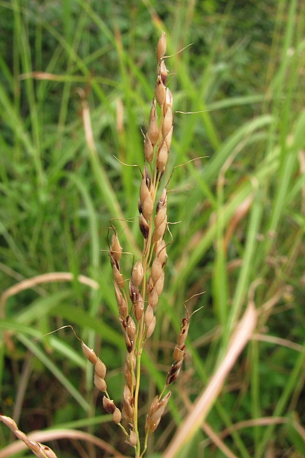 Image of Sorghum halepense specimen.