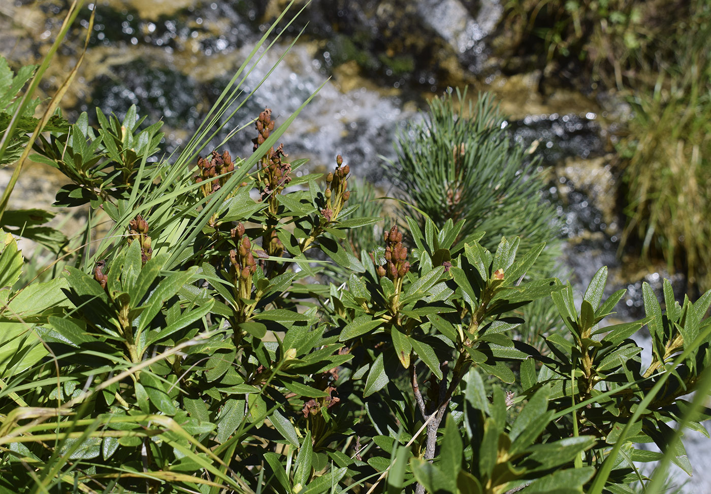 Изображение особи Rhododendron ferrugineum.