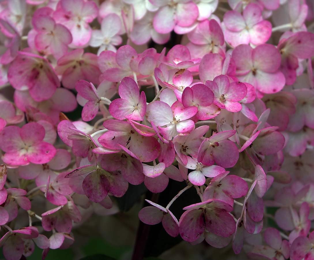 Изображение особи Hydrangea paniculata.