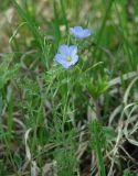 Linum baicalense. Верхушка цветущего растения. Иркутская обл., Иркутский р-н, р. Иркут, о. Беляева, луг, в тени одиночной берёзы. 30.05.2020.