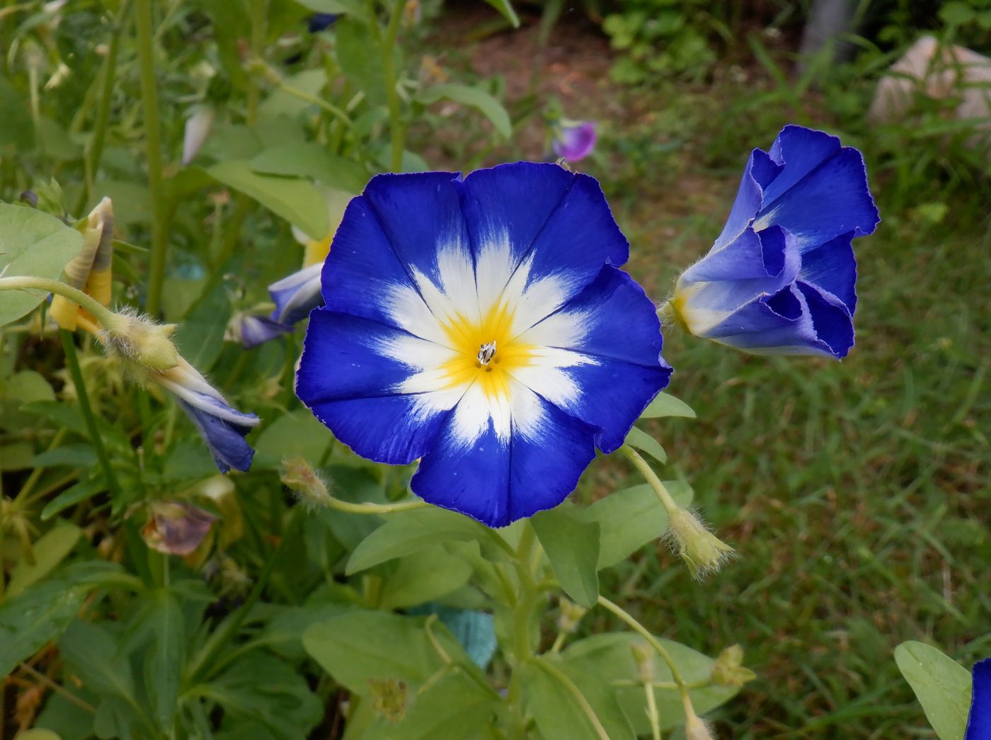 Image of Convolvulus tricolor specimen.