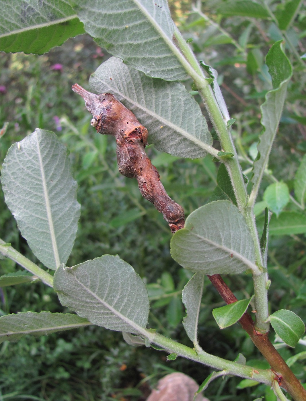 Image of Salix pseudomedemii specimen.