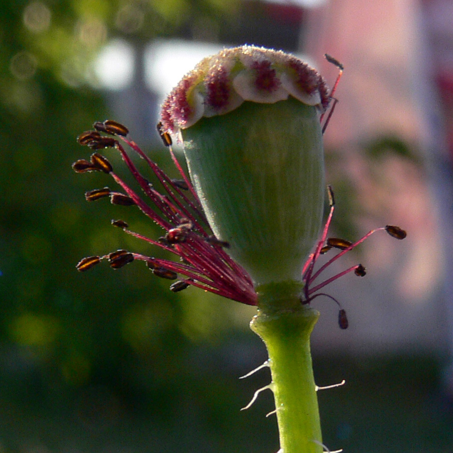 Image of Papaver rhoeas specimen.