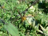 Sigesbeckia orientalis. Соцветие. Хабаровск, Ульяновская 60, сорное в огороде. 30.09.2012.