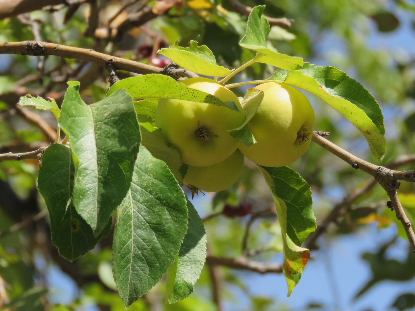 Изображение особи Malus sieversii.