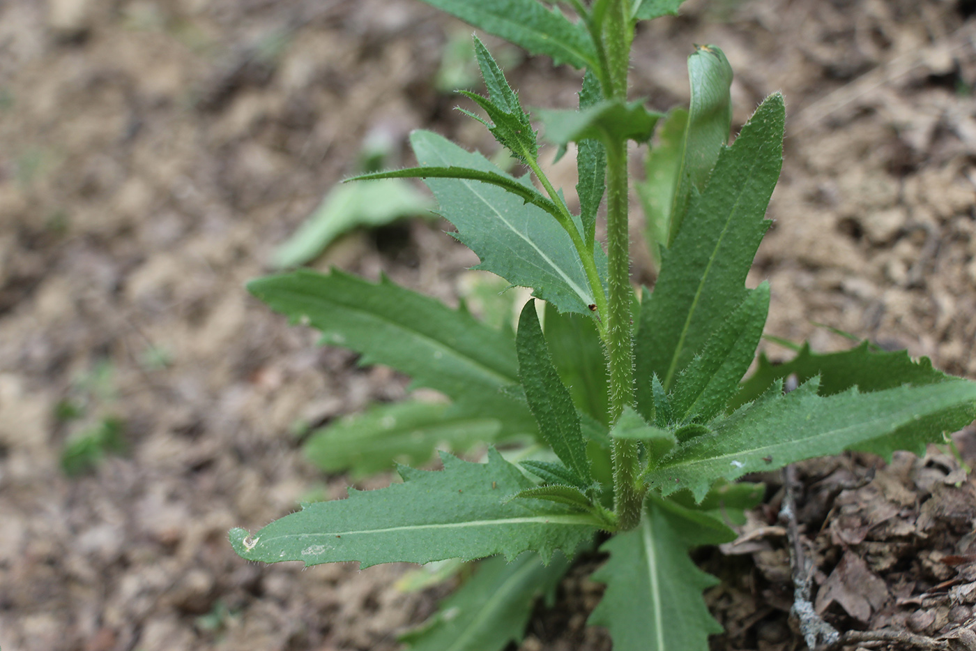 Image of Parrya khorasanica specimen.