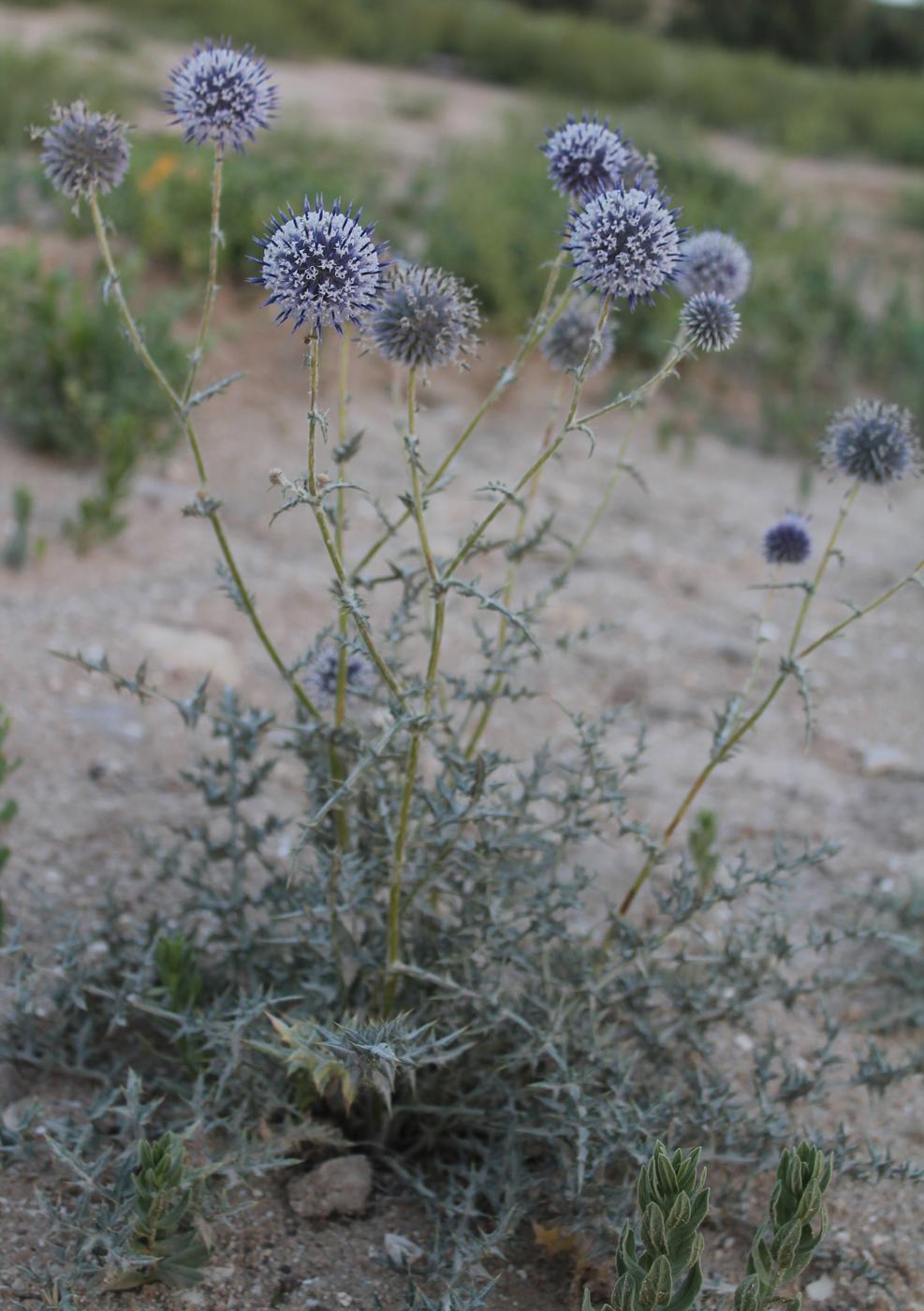 Изображение особи Echinops orientalis.