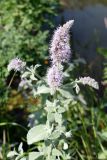 Mentha longifolia. Верхушка цветущего растения. Крым, окр. пос. Краснокаменка, подножие скалы Красный Камень, берег оз. Краснокаменское. 14.07.2021.