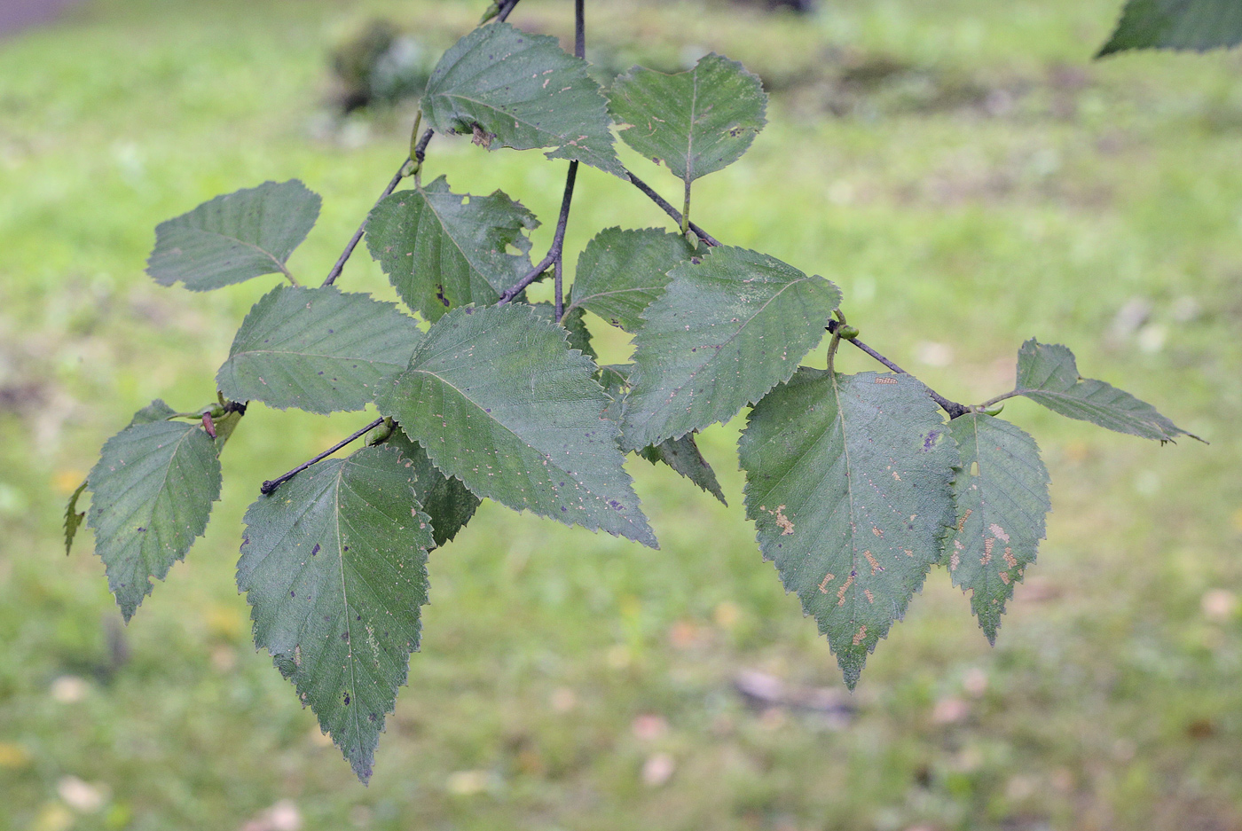 Изображение особи Betula utilis var. jacquemontii.