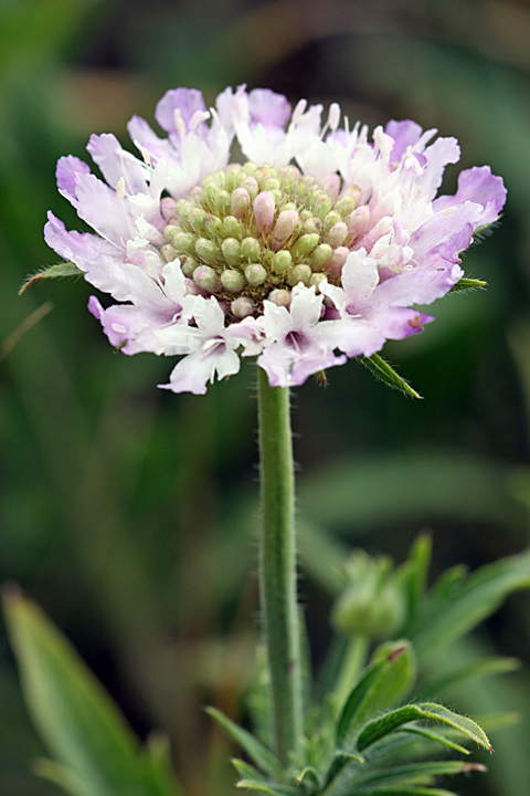 Image of Lomelosia songarica specimen.