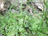 Marchantia polymorpha. Женские подставки. Хабаровский край, Хабаровский р-н, переход с 19 км Владивостокского шоссе на ст. Хехцир, обочина дороги между дачами и лиственным лесом, над полосой лиственичника. 30.06.2016.