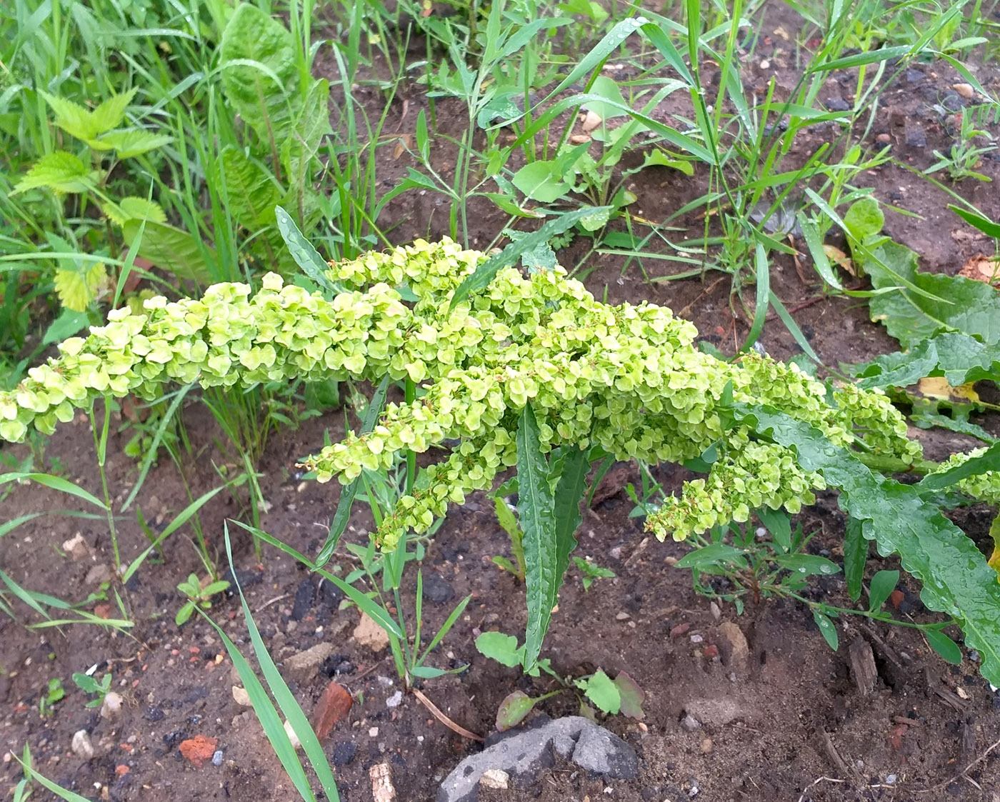 Image of Rumex longifolius specimen.