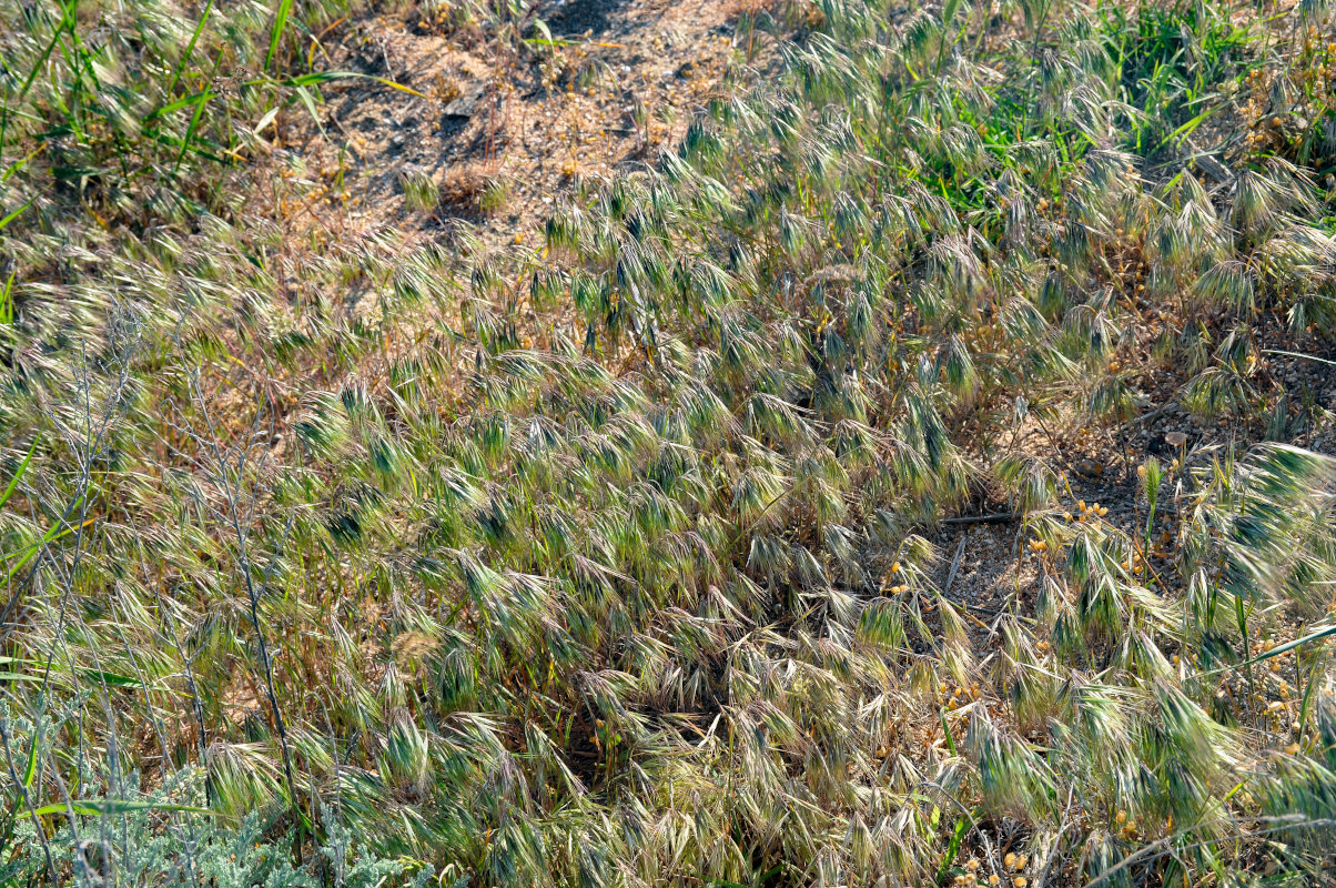 Изображение особи Anisantha tectorum.