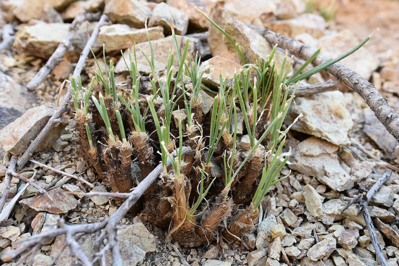 Image of Allium oreoprasum specimen.