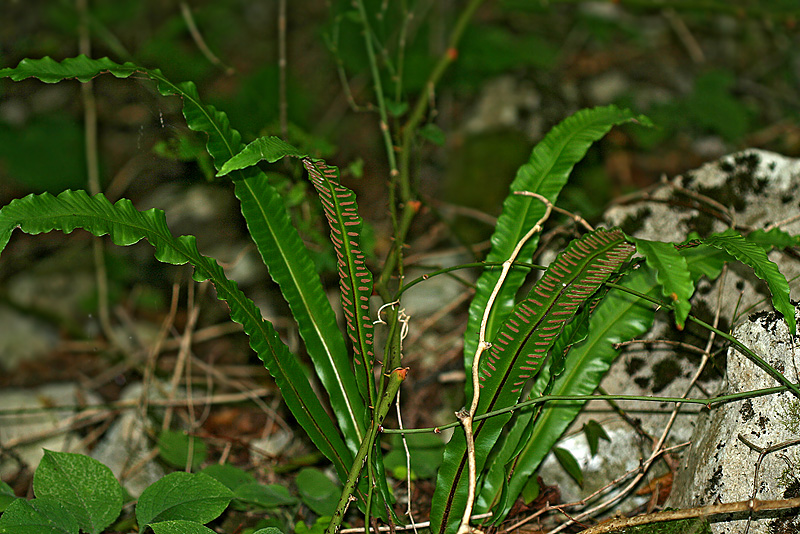 Image of Phyllitis scolopendrium specimen.