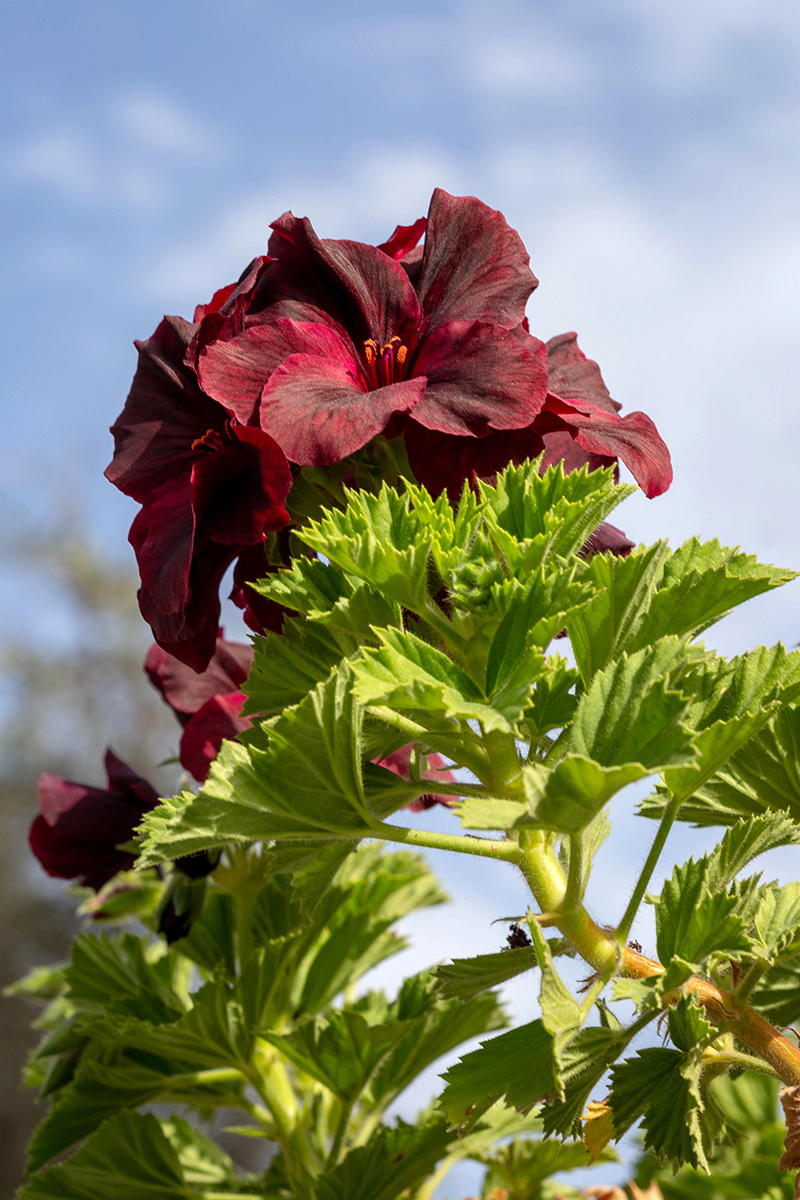 Image of Pelargonium &times; domesticum specimen.