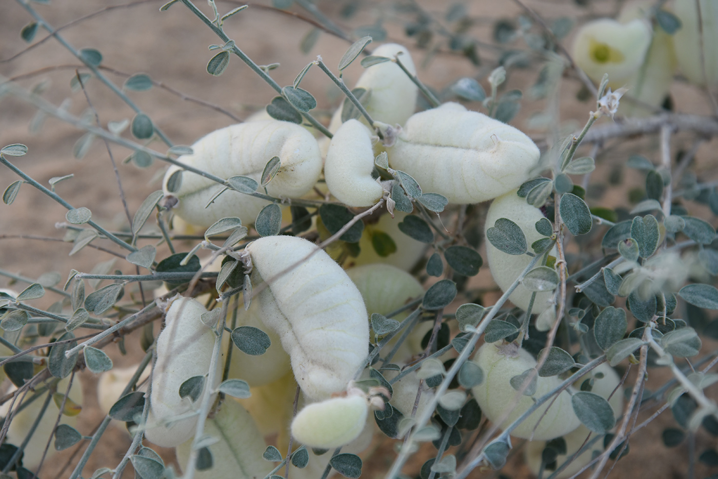 Image of Smirnowia turkestana specimen.