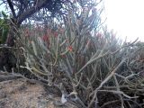 Euphorbia xylophylloides. Плодоносящее растение. Мадагаскар, провинция Фианаранцуа, окр. г. Ambalavao, заповедник \"Анжи\". 02.12.2019.