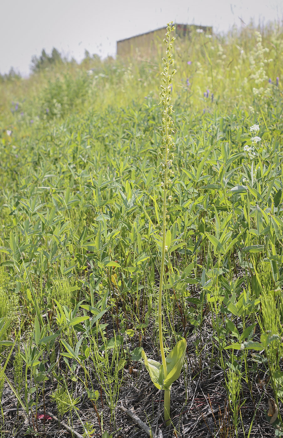 Image of Listera ovata specimen.