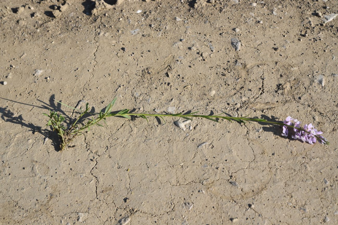 Image of genus Polygala specimen.