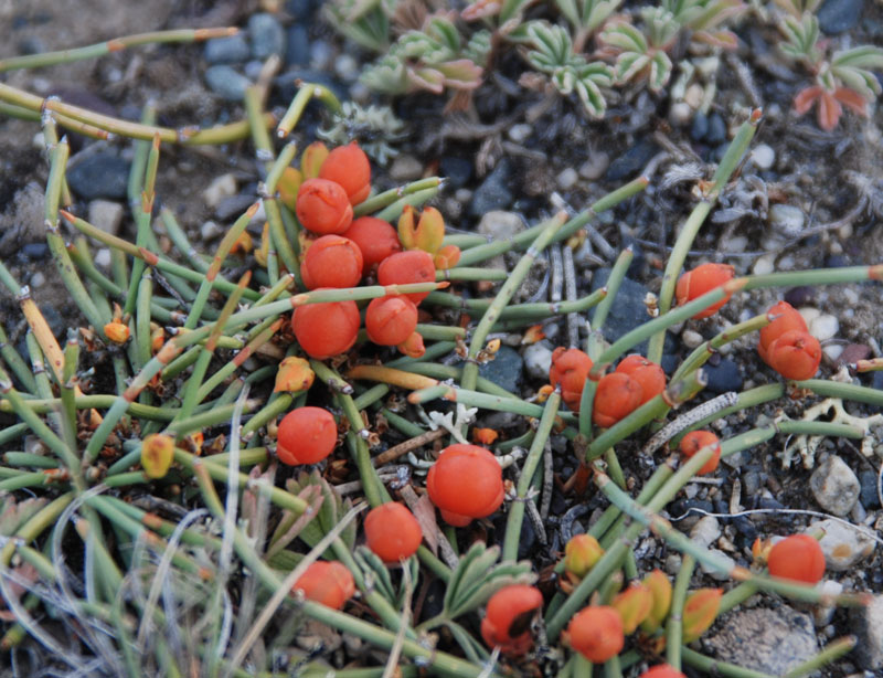 Изображение особи Ephedra fedtschenkoae.