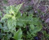 Cirsium oleraceum. Лист, повреждённый листоедами. Калужская обл., Боровский р-н, окр. дер. Дедюевка, левый берег р. Протва в 500 м ниже деревни, верхняя часть пойменного луга. 29 сентября 2022 г.