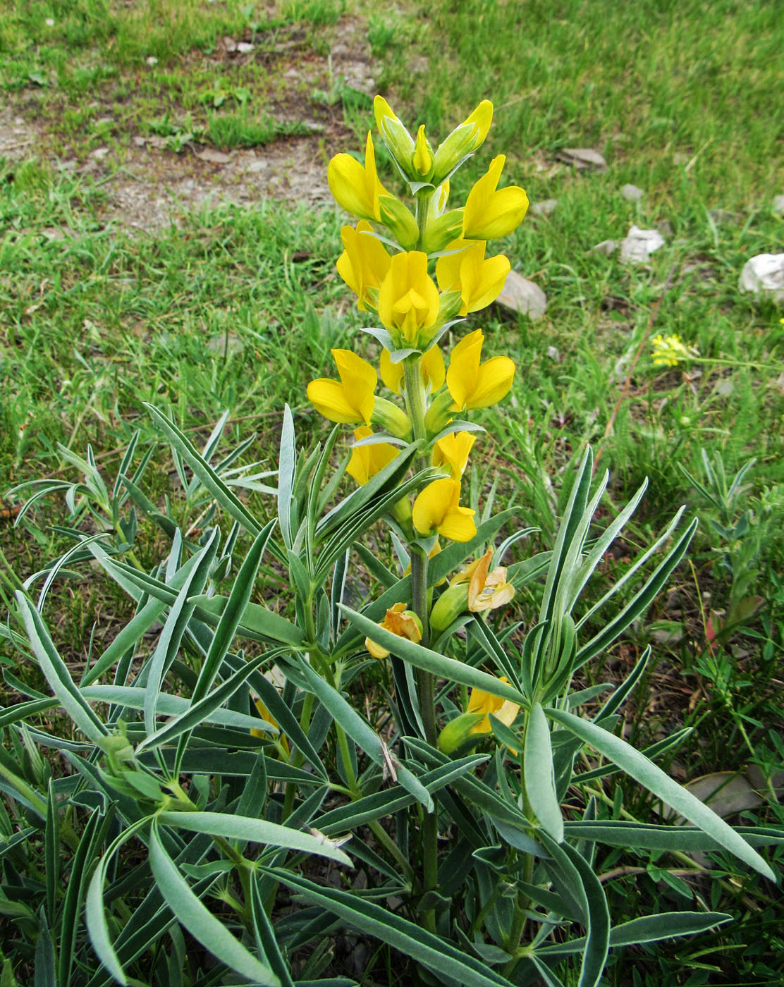 Image of Thermopsis mongolica specimen.