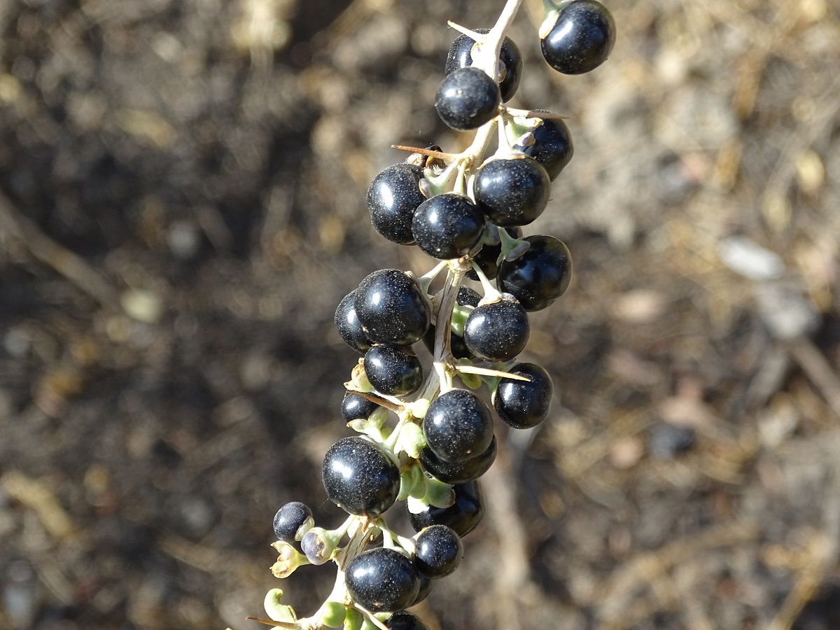 Image of Lycium ruthenicum specimen.