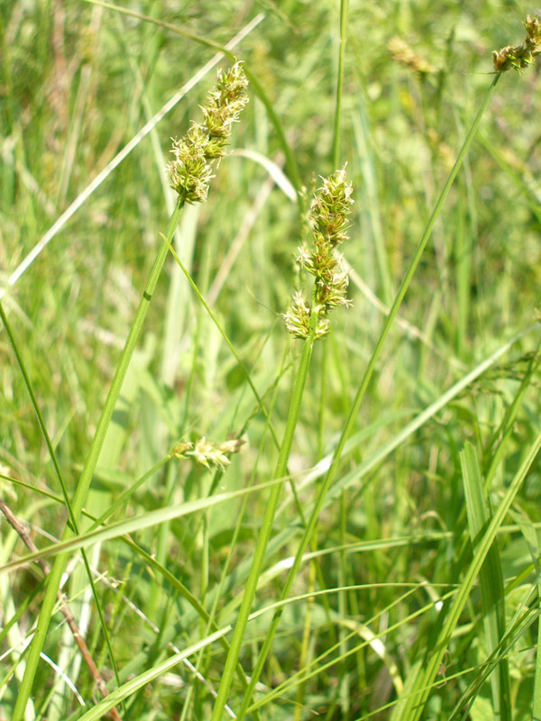 Изображение особи Carex otrubae.