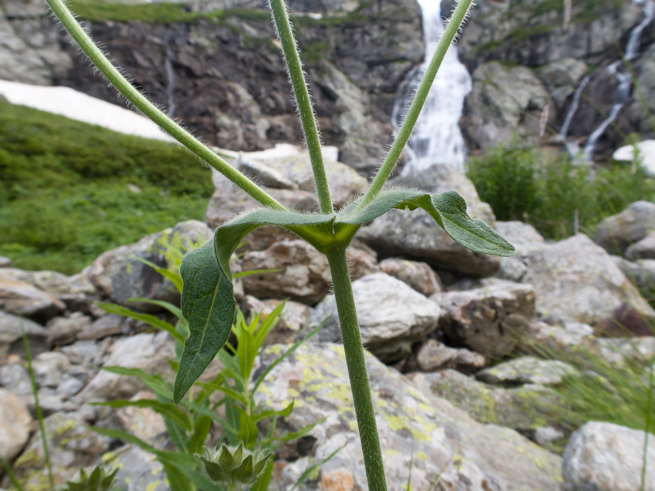 Image of Knautia involucrata specimen.