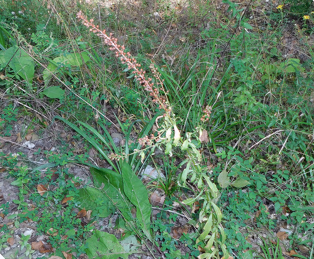 Image of Lysimachia dubia specimen.