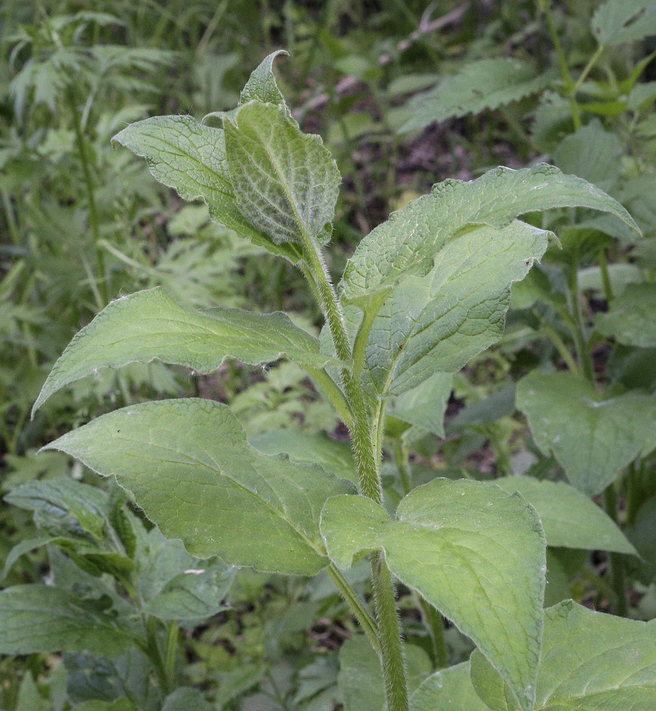 Изображение особи Symphytum asperum.