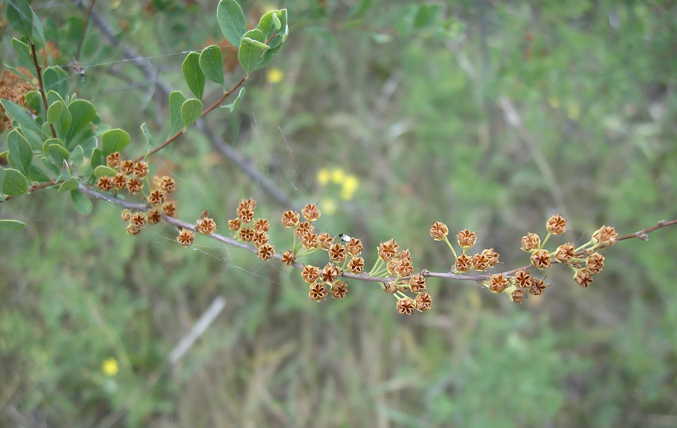 Image of Spiraea hypericifolia specimen.