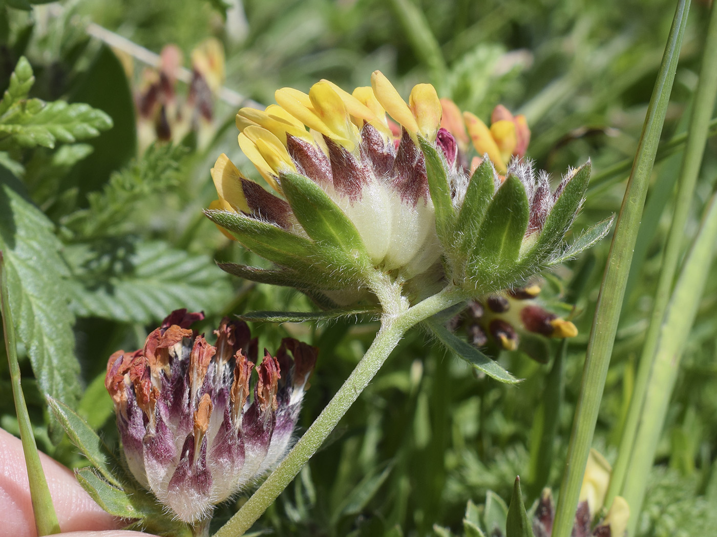 Изображение особи Anthyllis vulneraria.