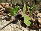 Asarum europaeum. Цветущее растение. Санкт-Петербург, Дудергофские высоты, широколиственный лес. 26.04.2023.