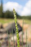 Triglochin maritima. Незрелое соплодие (верхушка опутана высохшими водорослями). Мурманская обл., окр. г. Кандалакша, берег Белого моря, песчано-каменистая литораль. 01.08.2022.