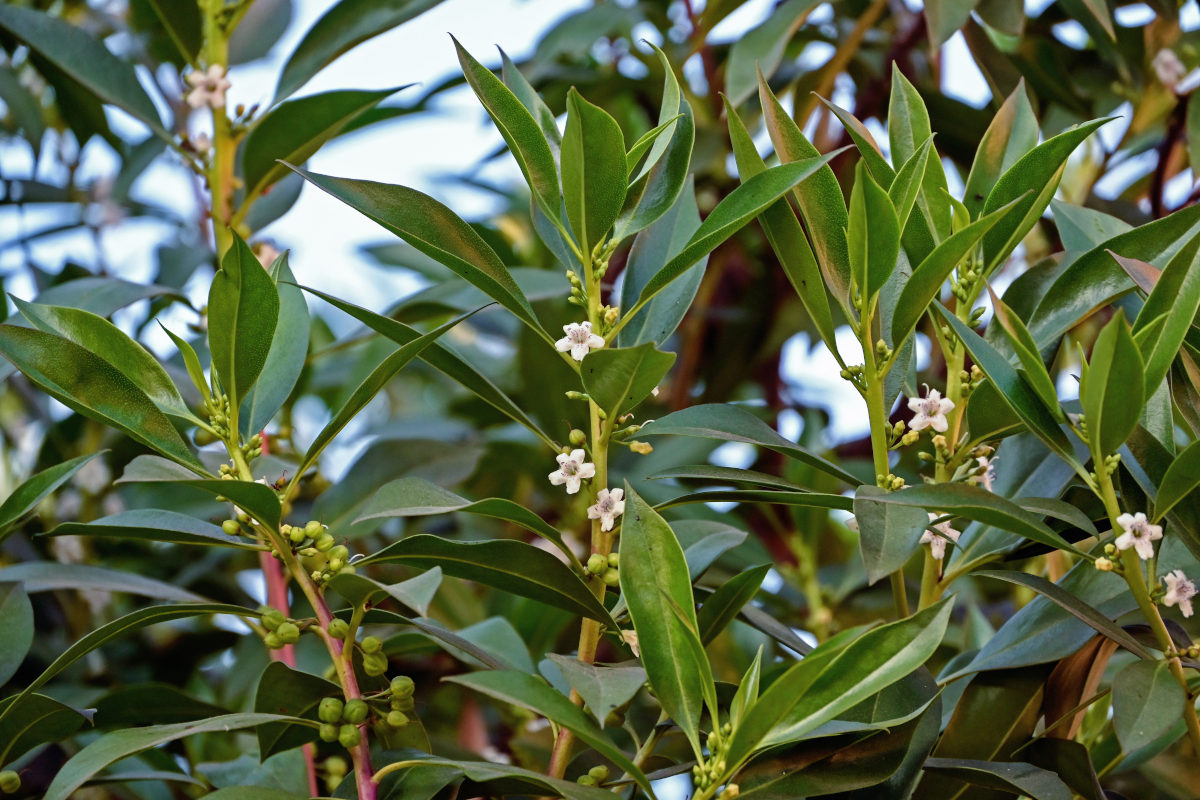 Image of Myoporum laetum specimen.