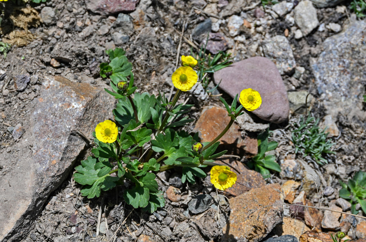 Image of Ranunculus songaricus specimen.