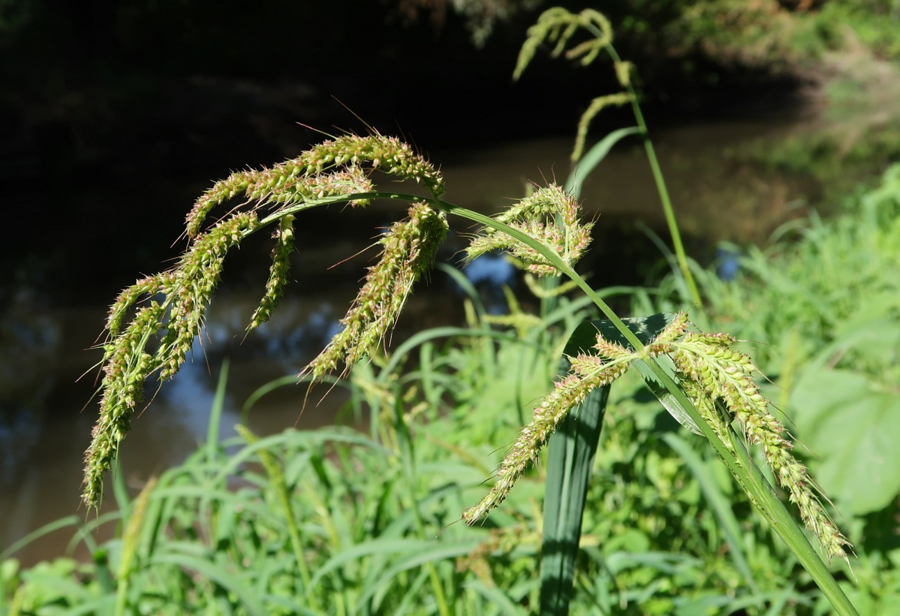 Image of Echinochloa crus-galli specimen.