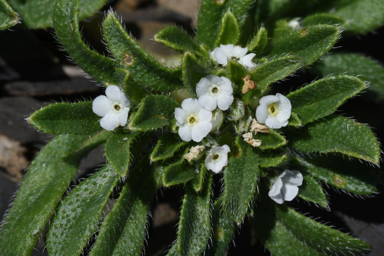 Изображение особи Trigonocaryum involucratum.