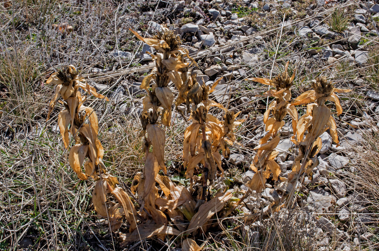 Image of Gentiana cruciata specimen.