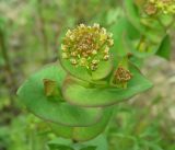 Lepidium perfoliatum