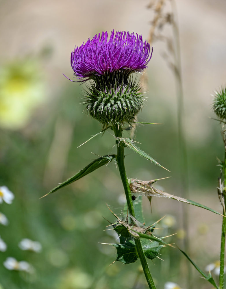 Image of Cirsium ciliatum specimen.