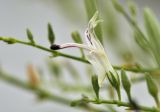 Andrographis paniculata. Цветок. Таиланд, Бангкок, Донмыанг, жилой квартал, заросший газон. 11.09.2023.