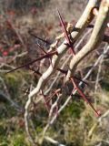 Gleditsia triacanthos